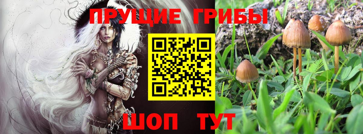 Псилоцибиновые грибы GOLDEN TEACHER Белореченск